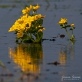 096_Biebrza - kwiecien 2011